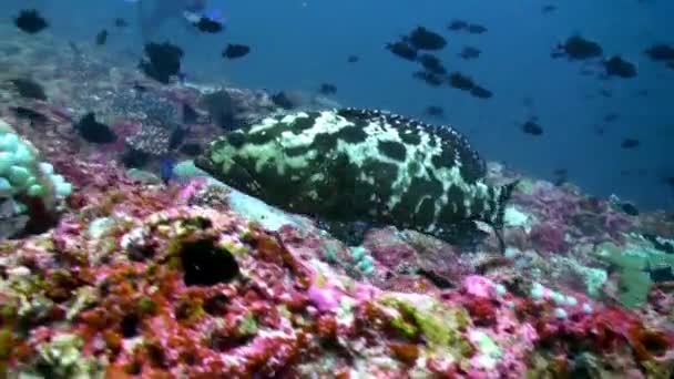 Branco Pesci Tropicali Sulla Barriera Corallina Cerca Cibo Incredibile Bellissimo — Video Stock