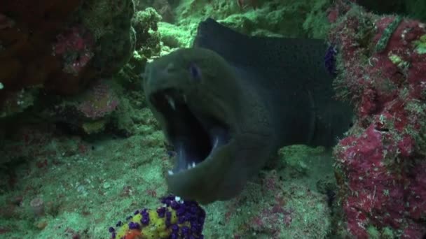 Gigante Moray Anguilla Cleaner Wrasse Pesce Pulizia Murena Presso Stazione — Video Stock