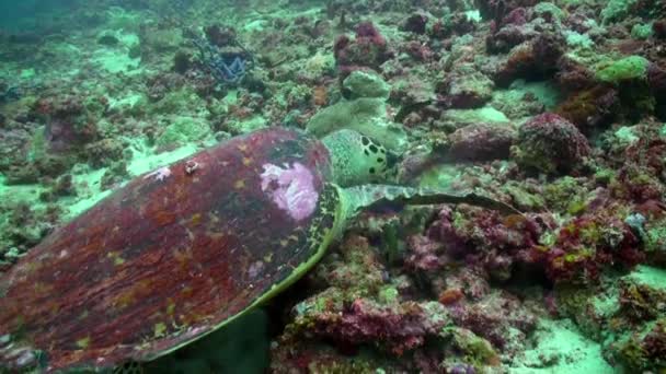 Sea Tortoise Turtle Background Colorful Corals Underwater Sea Maldives Swimming — Stock Video