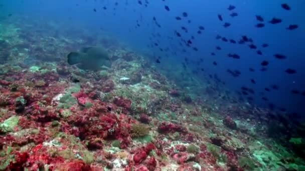 Стадо Школи Тропічних Риб Риф Пошуках Їжі Дивно Красиві Підводні — стокове відео
