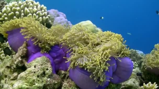 Anémone Orange Vif Clownfish Nagent Dans Sea Anemone Nuit Incroyable — Video