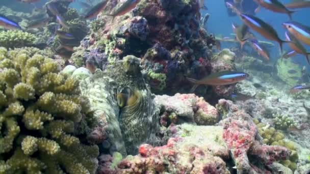 Szkoła Stada Ryb Rafie Poszukiwaniu Żywności Zdumiewający Piękny Podwodne Życie — Wideo stockowe