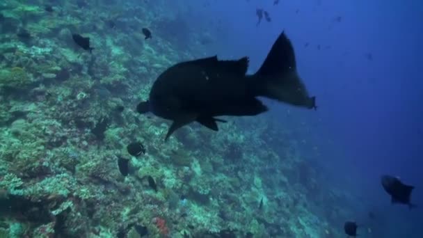 Tropikal Balık Yiyecek Bulmak Kayalıkta Bir Sürü Okulu Harika Güzel — Stok video