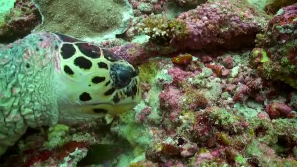 Tartaruga Tartaruga Marina Sfondo Coralli Colorati Sott Acqua Mare Delle — Video Stock