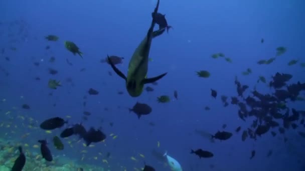 산호초에 물고기의 놀라운 생물의 생물의 스쿠버 다이빙 — 비디오