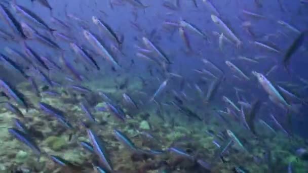 Ένα Κοπάδι Σχολείο Των Τροπικών Ψαριών Στον Ύφαλο Αναζήτηση Τροφής — Αρχείο Βίντεο