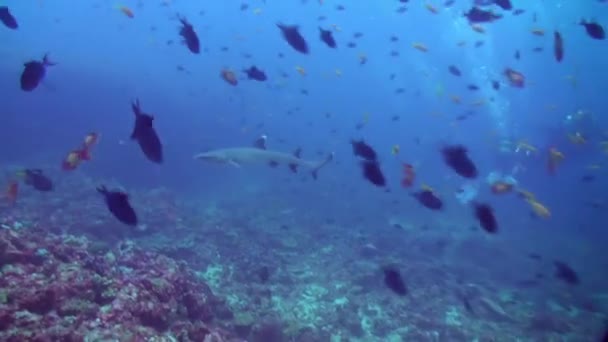 Sekelompok Ikan Tropis Terumbu Karang Untuk Mencari Makanan Menakjubkan Kehidupan — Stok Video