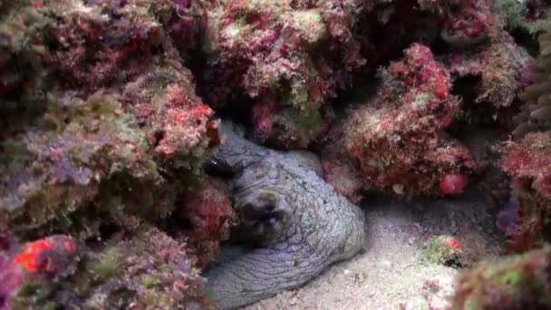 红章鱼 八爪鱼 和狮子鱼 五爪鱼英里 海底鱼类礁海洋 热带多彩的水下海景 珊瑚礁场景 珊瑚花园海景 五彩斑斓的热带珊瑚礁 — 图库视频影像