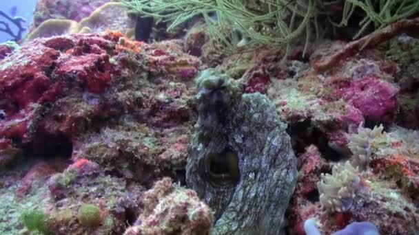 Pulpo Rojo Octopus Cyanea Pez León Pterois Miles Arrecife Submarino — Vídeos de Stock
