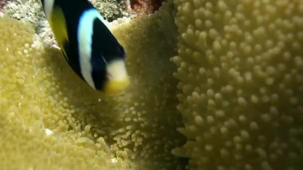 Jasny Pomarańczowy Anemonefish Lub Clownfish Baseny Sea Anemone Nocy Niesamowity — Wideo stockowe