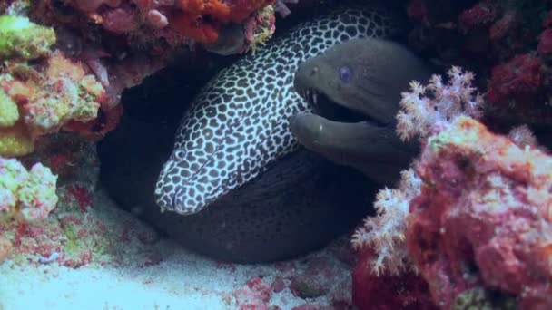 Riesenmuränen Und Putzerlippfische Putzen Muränen Der Putzstation Korallenriff Erstaunliche Schöne — Stockvideo