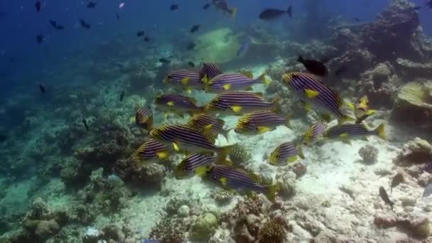 Una Escuela Rebaños Peces Tropicales Arrecife Busca Comida Increíble Hermoso — Vídeos de Stock
