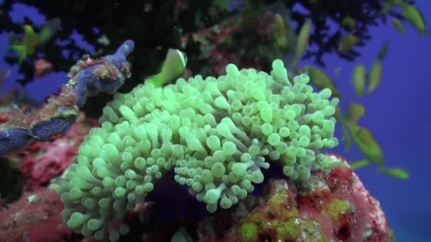 Escuela Coloridos Peces Coral Sobre Fondo Azul Del Mar Bajo — Vídeo de stock