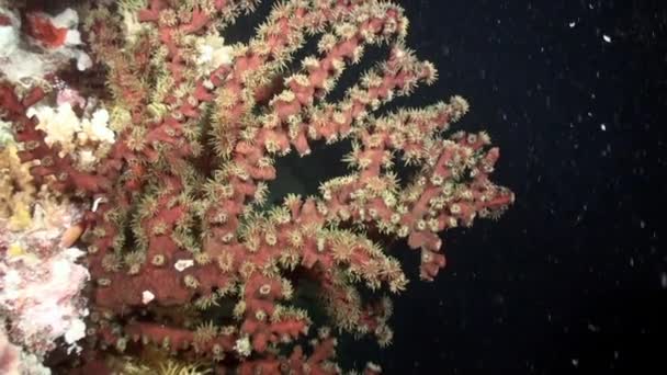 美丽的软珊瑚礁和五颜六色的鱼在热带水域与充满活力的色彩 惊人的 美丽的水下海洋世界红海及其居民的生活 生物和潜水 — 图库视频影像