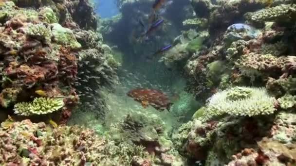 水中のカラフルな熱帯魚 熱帯の水中魚 水中魚礁海洋 熱帯のカラフルな海の風景 水中のサンゴ礁 サンゴ礁のシーン 珊瑚の庭の風景 — ストック動画