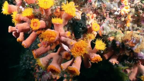 생생한 색상으로 물에서 아름다운 부드러운 산호초와 다채로운 물고기 놀라운 아름다운 — 비디오