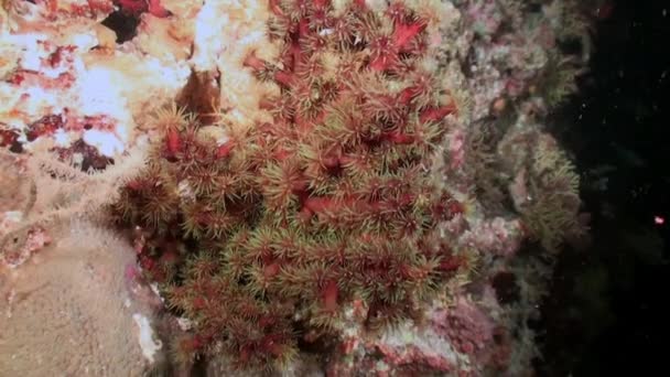 美丽的软珊瑚礁和五颜六色的鱼在热带水域与充满活力的色彩 惊人的 美丽的水下海洋世界红海及其居民的生活 生物和潜水 — 图库视频影像