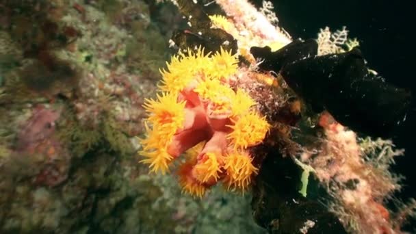 Piękna Miękka Rafa Koralowa Kolorowe Ryby Tropikalnej Wodzie Żywymi Kolorami — Wideo stockowe