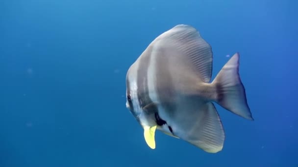 一群热带鱼在礁石上寻找食物 令人惊奇的是 美丽的水下海洋生物世界在马尔代夫 Scuba潜水和旅游 — 图库视频影像