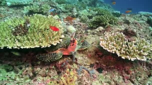 水中のカラフルな熱帯魚 熱帯の水中魚 水中魚礁海洋 熱帯のカラフルな海の風景 水中のサンゴ礁 サンゴ礁のシーン 珊瑚の庭の風景 — ストック動画