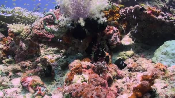 Υποβρύχια Πολύχρωμα Τροπικά Ψάρια Τροπικά Υποβρύχια Ψάρια Υποβρύχια Ψάρια Ύφαλο — Αρχείο Βίντεο