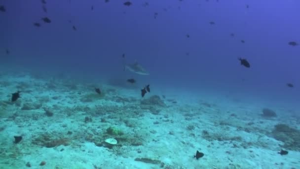 Bunte Tropische Unterwasserfische Tropische Unterwasserfische Unterwasser Fischriffe Marinen Tropisch Bunte — Stockvideo