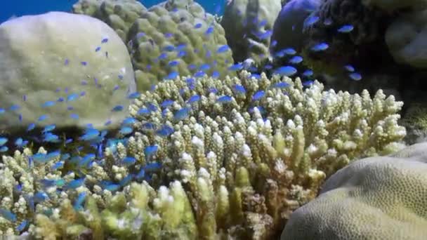 Škola Hejno Tropických Ryb Útesu Při Hledání Potravy Úžasný Krásný — Stock video