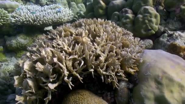 热带小鱼觅食礁群学校 美丽的水下海洋生物世界海洋生物的红海 水肺潜水和旅游 — 图库视频影像
