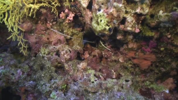 Tropikal Balık Yiyecek Bulmak Kayalıkta Bir Sürü Okulu Harika Güzel — Stok video