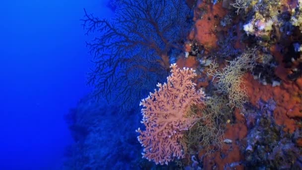 Peces Tropicales Submarinos Colores Peces Tropicales Submarinos Arrecife Submarino Peces — Vídeo de stock