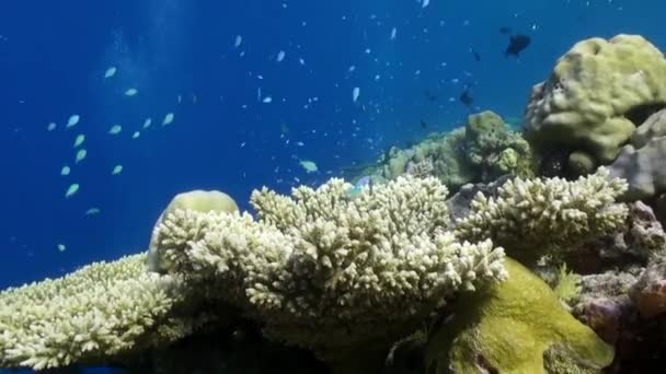 热带小鱼觅食礁群学校 美丽的水下海洋生物世界海洋生物的红海 水肺潜水和旅游 — 图库视频影像