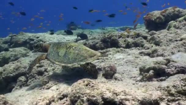 龟海龟背景彩色珊瑚水下在马尔代夫海 在美丽的珊瑚礁和藻类的野生动物世界游泳 居民寻找食物 放松潜水 — 图库视频影像