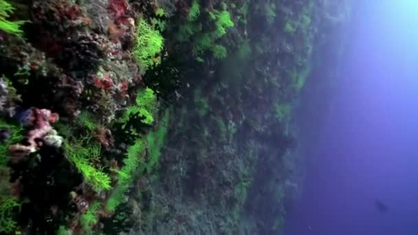 Bando Peixes Tropicais Recife Busca Comida Incrível Belo Mundo Subaquático — Vídeo de Stock