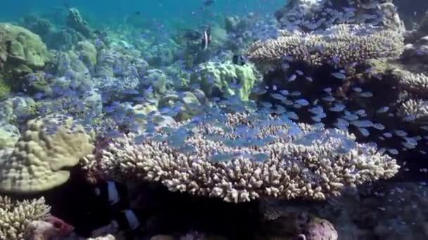 Una Escuela Rebaños Peces Tropicales Arrecife Busca Comida Increíble Hermoso — Vídeo de stock