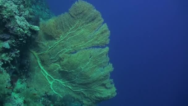 Yavaş Çekim Gorgonyalı Deniz Altındaki Mercanların Içinde Kırmızı Balık Okulunun — Stok video