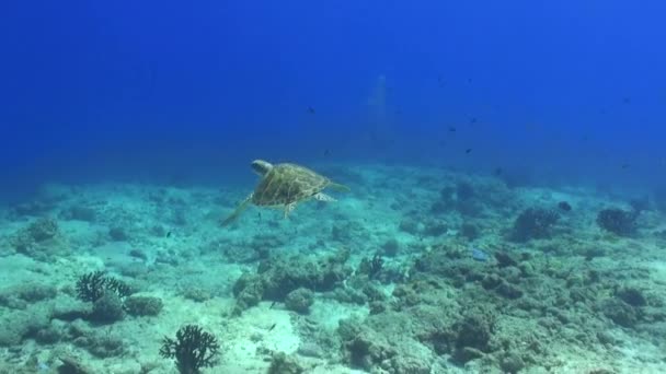 Morze Żółw Tle Kolorowe Korale Pod Wodą Morzu Malediwy Pływanie — Wideo stockowe