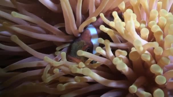 Anémone Orange Vif Clownfish Nagent Dans Anémone Mer Sur Récif — Video