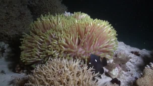 Leuchtend Orangefarbene Anemonenfische Oder Clownfische Schwimmen Sea Anemone Tropischen Riff — Stockvideo