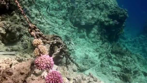 一群五彩斑斓的珊瑚鱼在大海的蓝色背景下 在水下搜寻食物 在多姿多彩美丽的珊瑚礁野生动物的世界里潜水 在红海潜水 — 图库视频影像