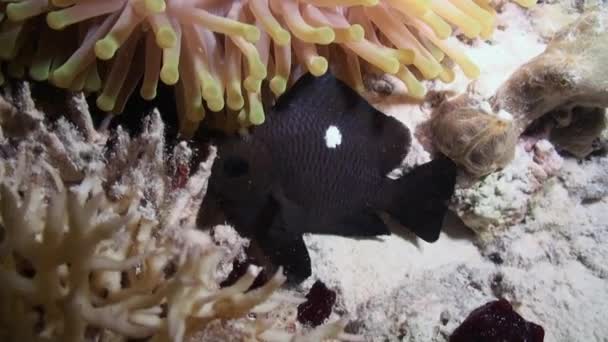 Яскраві Оранжеві Анемонові Або Клоунові Плавці Морській Анемоні Тропічному Рифі — стокове відео