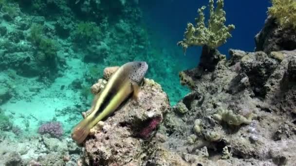 食料を求めて水中の水の下で海の青の背景にカラフルなサンゴの魚の学校 サンゴ礁のカラフルな美しい野生生物の世界でのダイビング 紅海でのダイビング — ストック動画