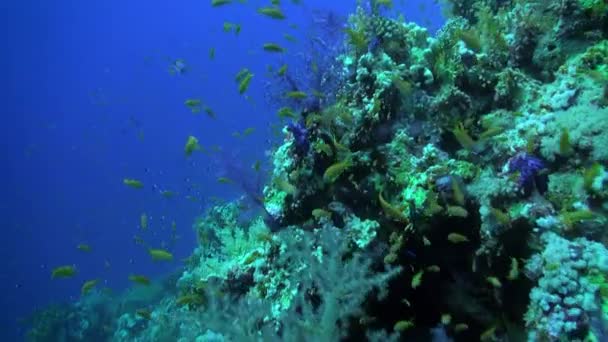 食料を求めて水中の水の下で海の青の背景にカラフルなサンゴの魚の学校 サンゴ礁のカラフルな美しい野生生物の世界でのダイビング 紅海でのダイビング — ストック動画