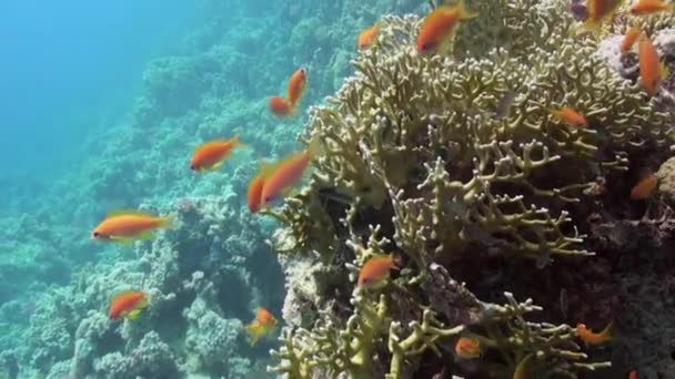 Skolan Färgglada Korall Fisk Den Blå Bakgrunden Havet Vatten Vatten — Stockvideo