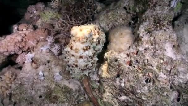 Rödbläckfisk Octopus Cyanea Och Lejonfisk Pterois Miles Marint Undervattensrev Tropiska — Stockvideo
