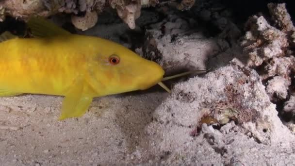 Scorpionfishe Skorpion Fishe Natt Reef Fantastiska Vackra Undervattensvärlden Röda Havet — Stockvideo