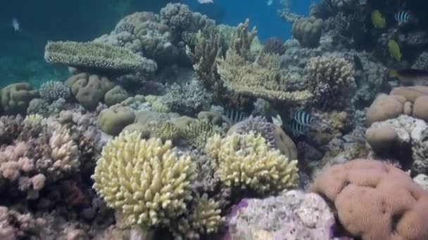 Σχολή Πολύχρωμα Κοράλλια Ψάρια Στο Μπλε Φόντο Της Θάλασσας Κάτω — Αρχείο Βίντεο