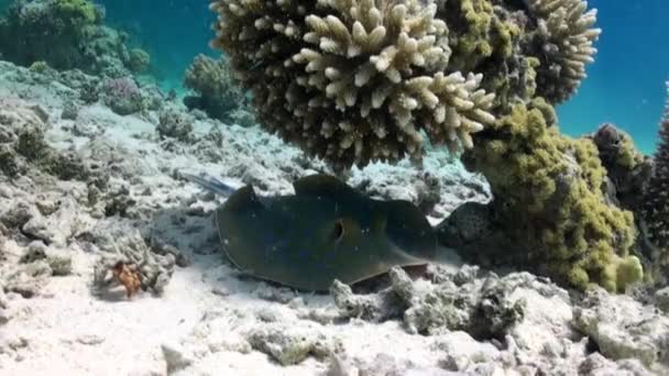 Blau Gefleckte Rochen Korallenriff Auf Sandigem Grund Erstaunliche Schöne Unterwasser — Stockvideo