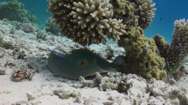 Stingray Manchado Azul Arrecife Coral Fondo Arenoso Increíble Hermoso Mundo — Vídeos de Stock