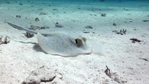 砂底のサンゴ礁に青い斑点スティングレイ 驚くべき 美しい水中海洋の世界紅海とその住民 生き物やダイビングの生活 — ストック動画
