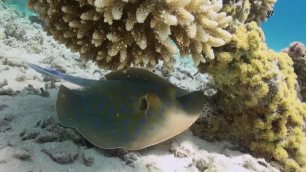 砂底のサンゴ礁に青い斑点スティングレイ 驚くべき 美しい水中海洋の世界紅海とその住民 生き物やダイビングの生活 — ストック動画